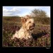 Yorkshire terrier 02