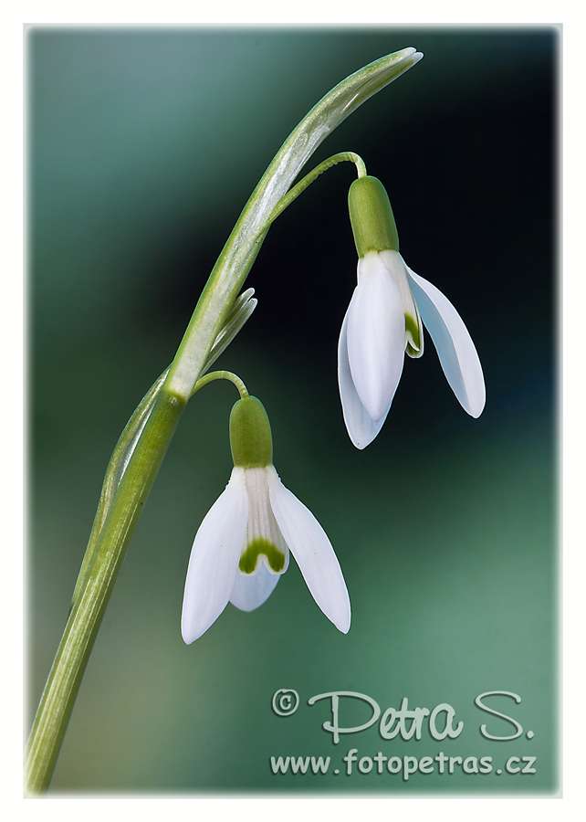 Sněženka podsněžník - Galanthus nivalis 03