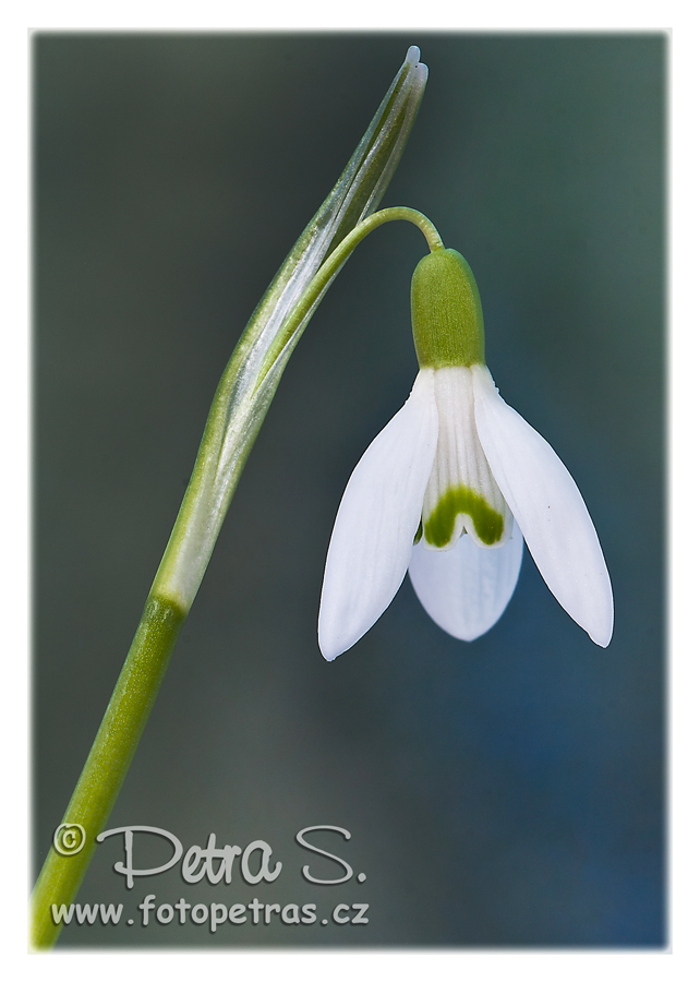 Sněženka podsněžník - Galanthus nivalis 05