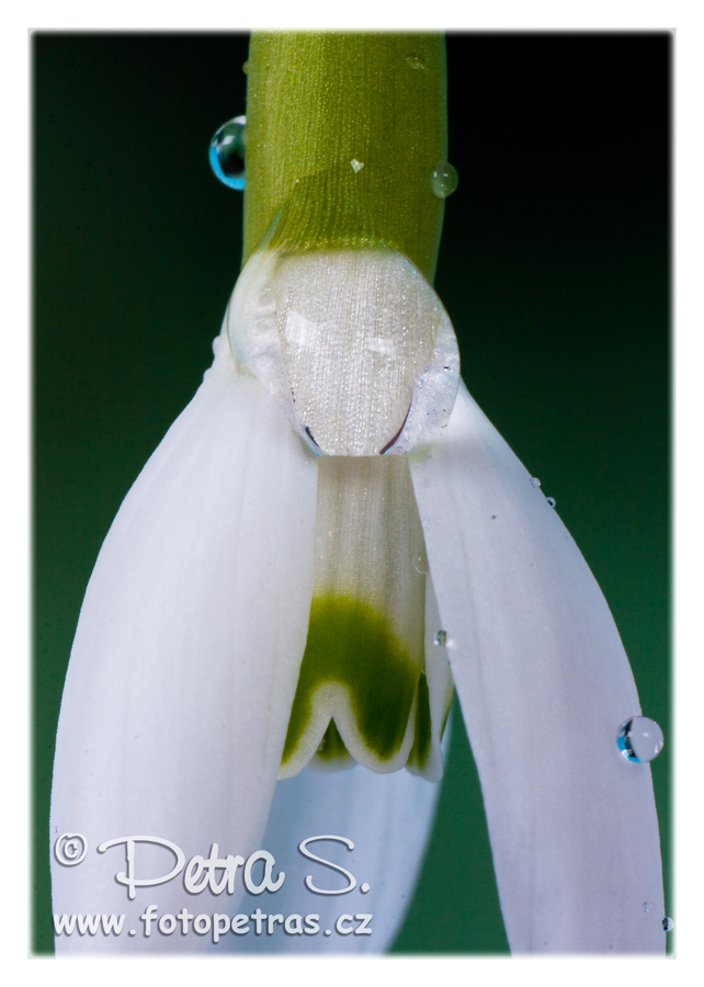 Sněženka podsněžník - Galanthus nivalis 06