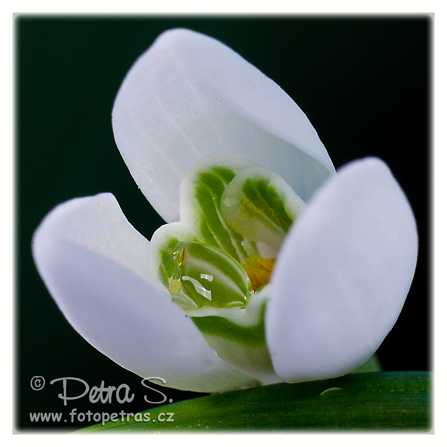 Sněženka podsněžník - Galanthus nivalis 08