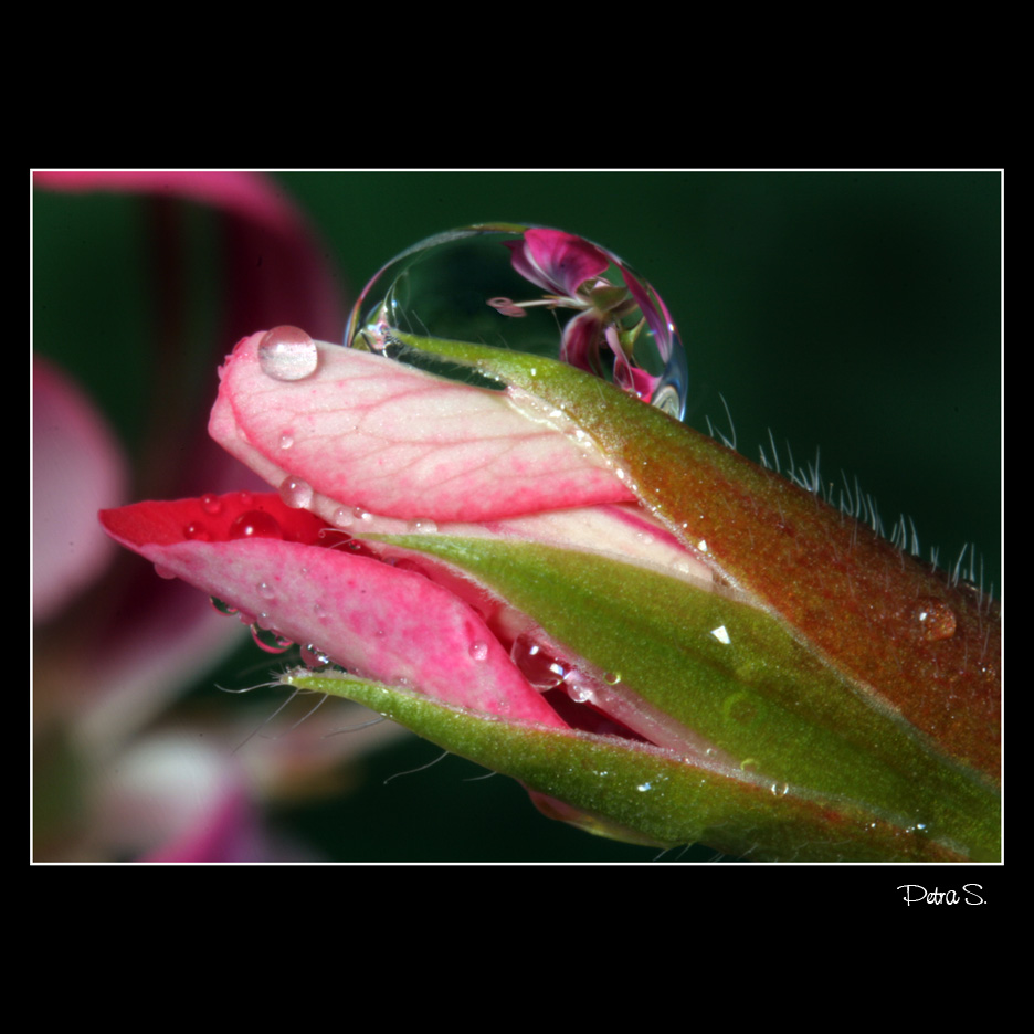 PELARGONIE