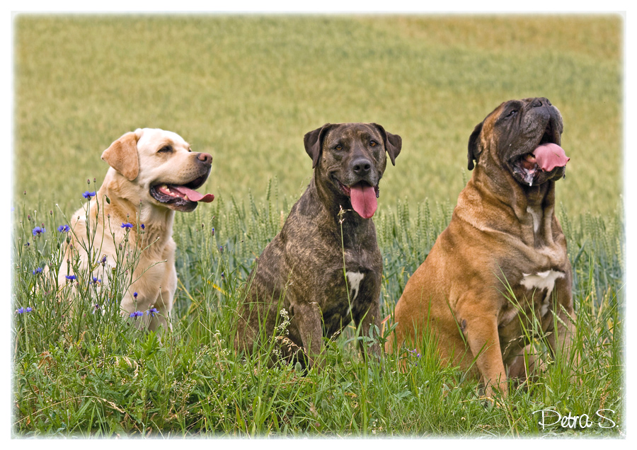 Labrador, bandog, bullmastiff 01