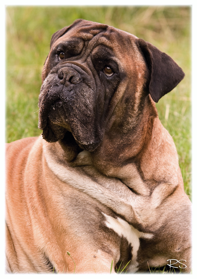 Labrador, bandog, bullmastiff 05