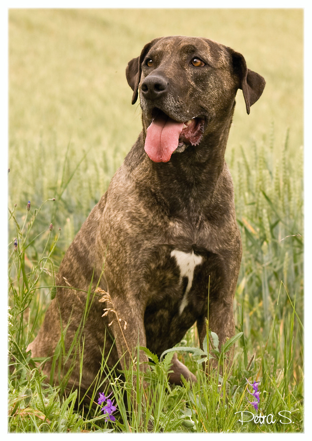 Labrador, bandog, bullmastiff 11