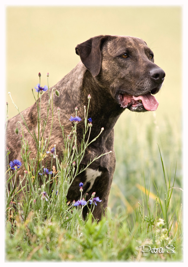 Labrador, bandog, bullmastiff 14