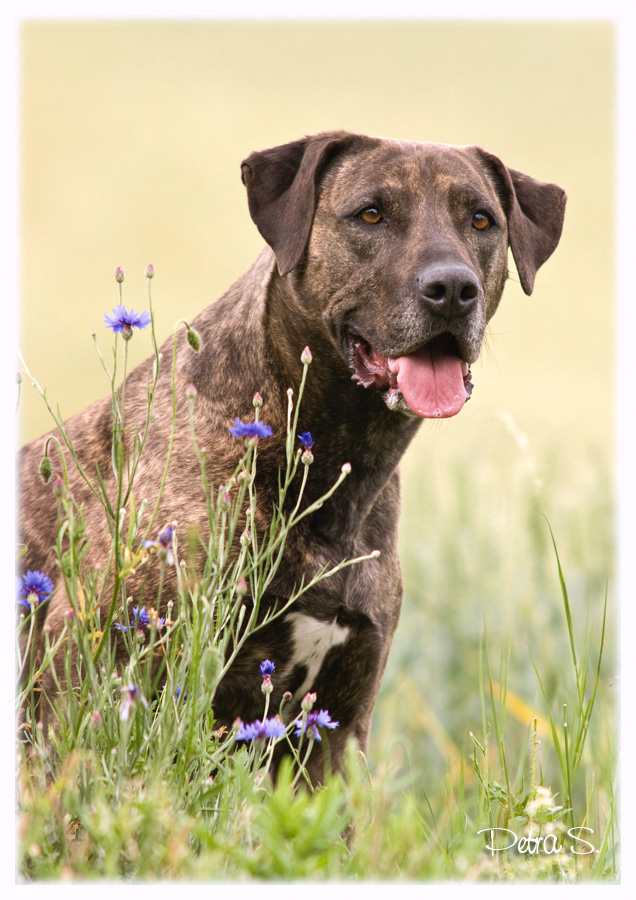 Labrador, bandog, bullmastiff 16