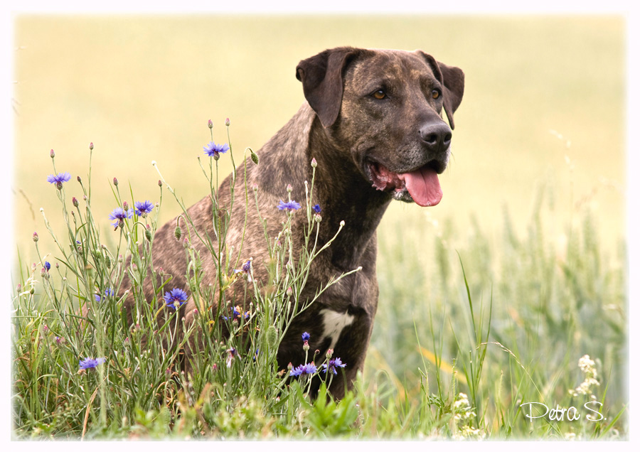 Labrador, bandog, bullmastiff 17