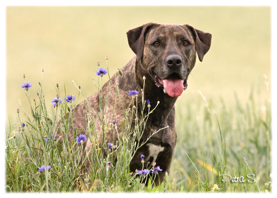 Labrador, bandog, bullmastiff 18