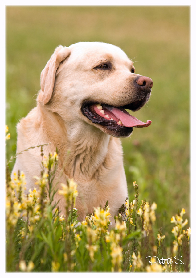 Labrador, bandog, bullmastiff 24