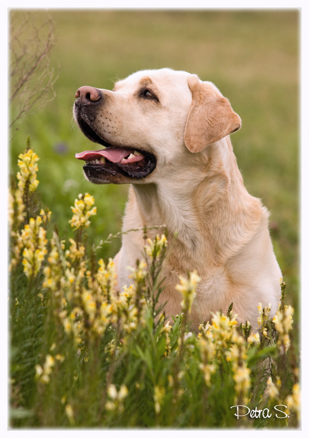 Labrador, bandog, bullmastiff 25