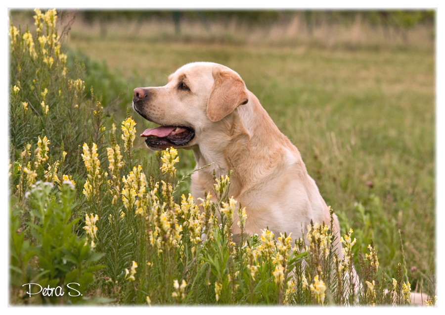 Labrador, bandog, bullmastiff 26