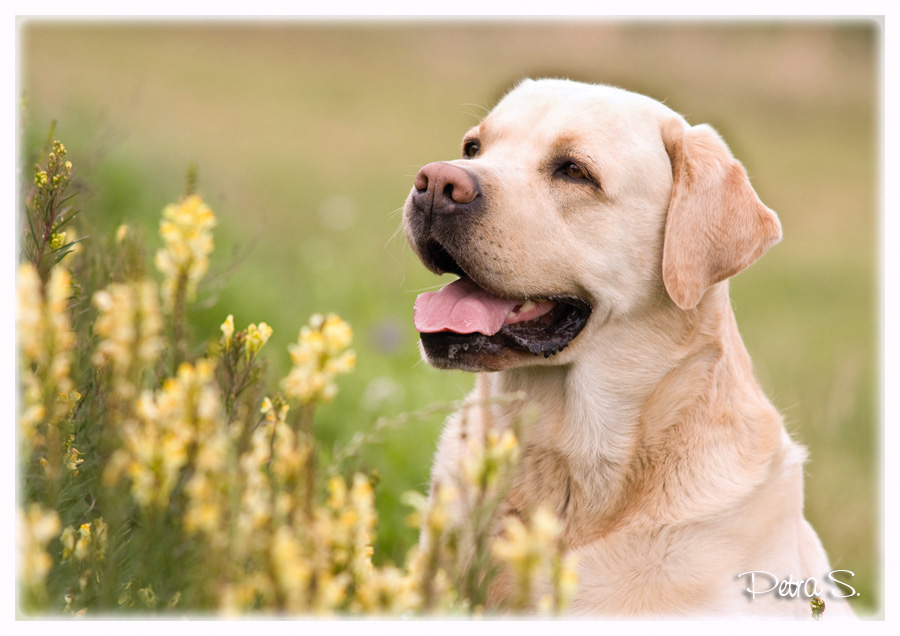 Labrador, bandog, bullmastiff 30