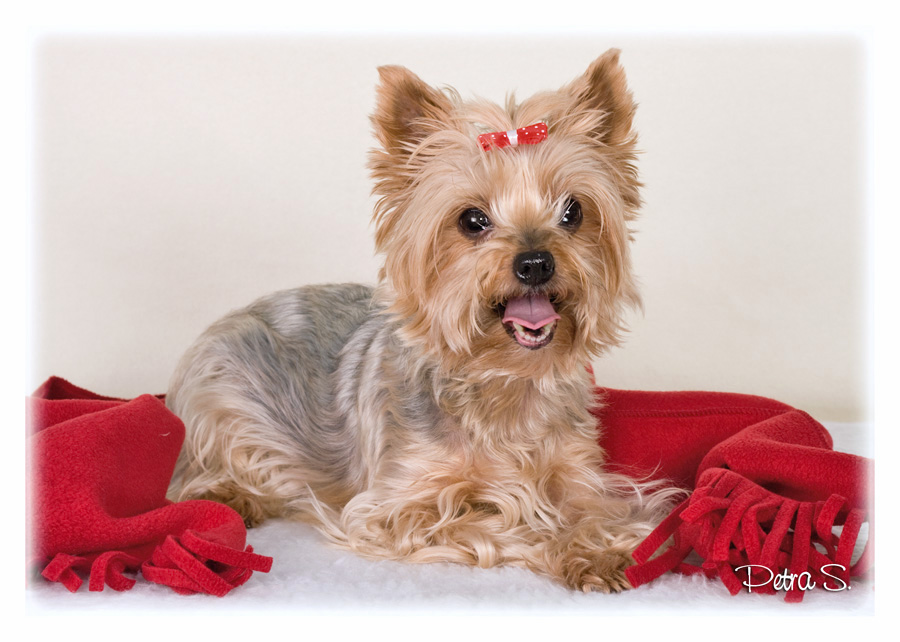 Yorkshire terrier 05