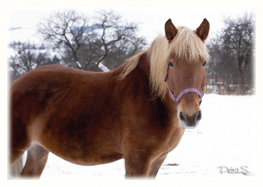 Českomoravský belgický kůň 19