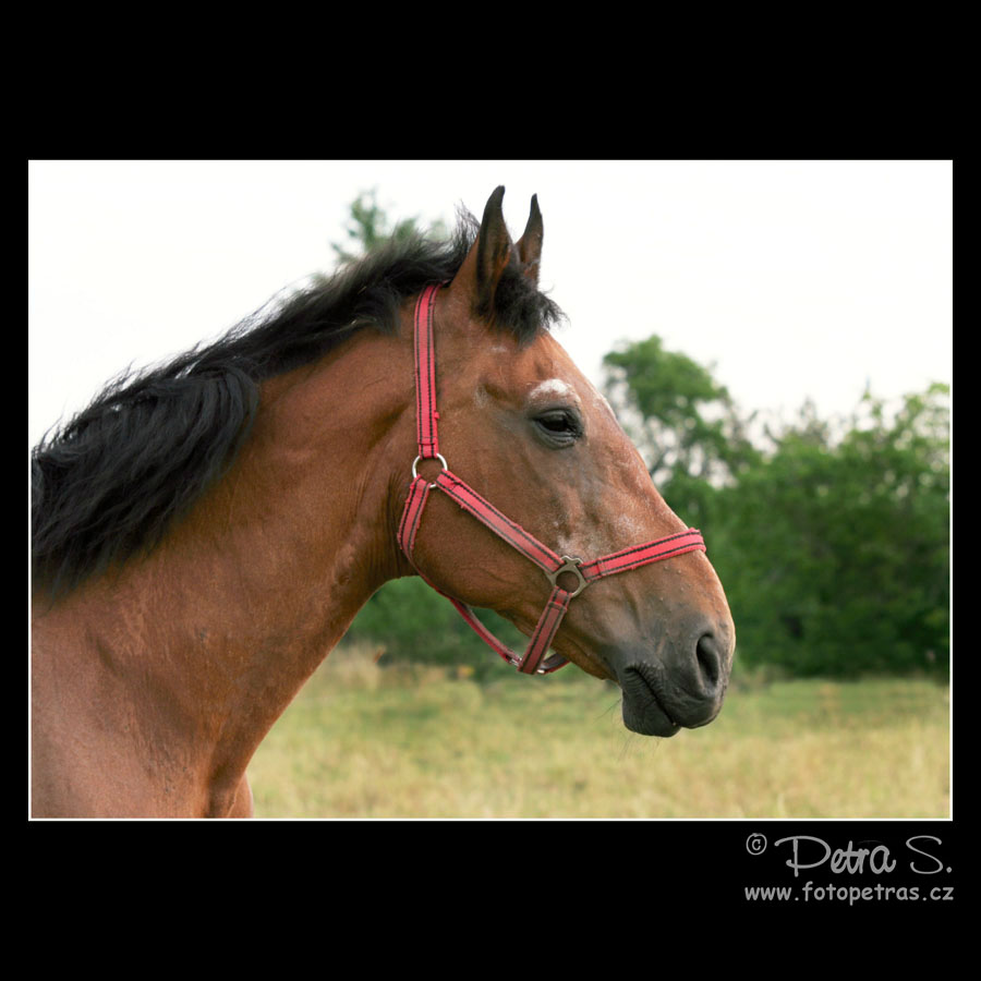 Českomoravský belgický kůň 24