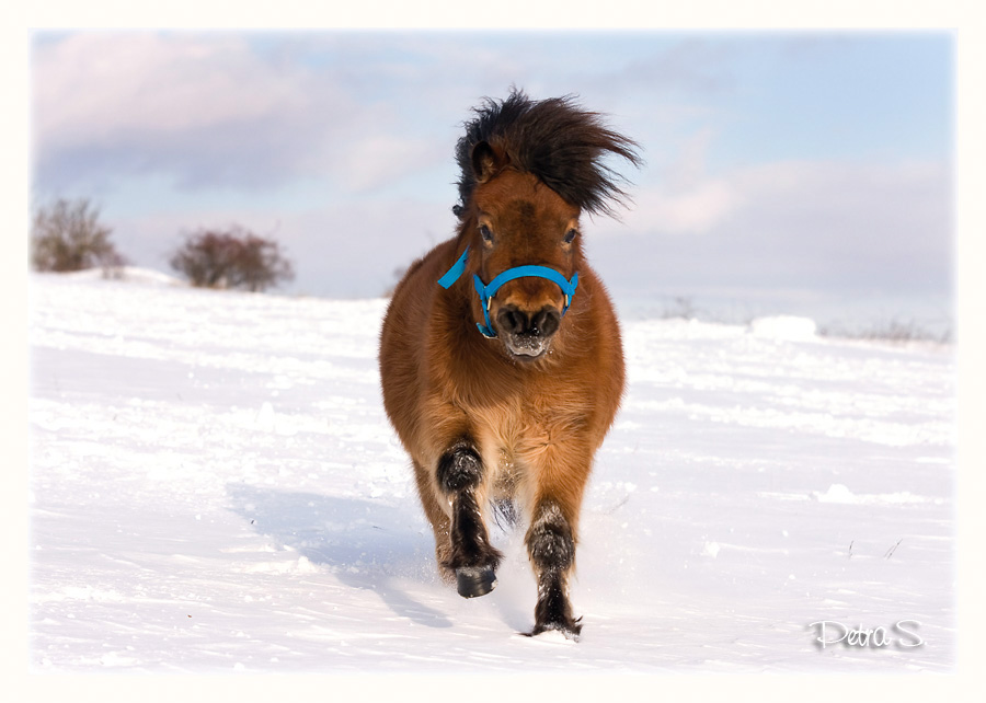 Shetlandský pony 04