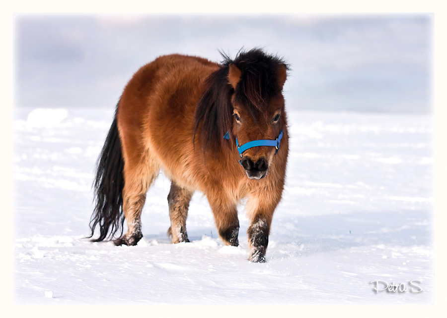 Shetlandský pony 06