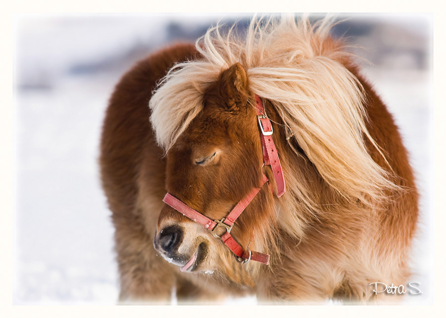 Shetlandský pony 09