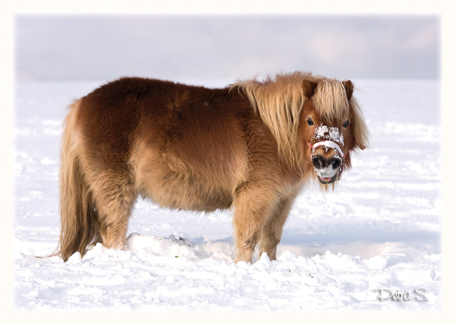 Shetlandský pony 10
