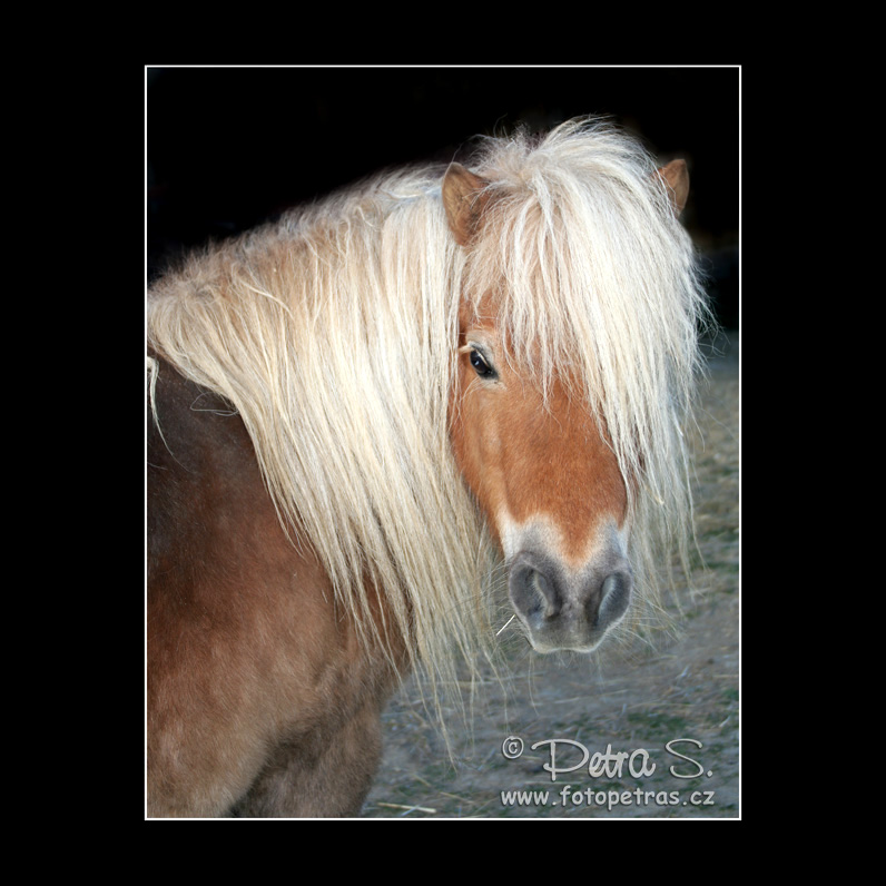 Shetlandský pony 16