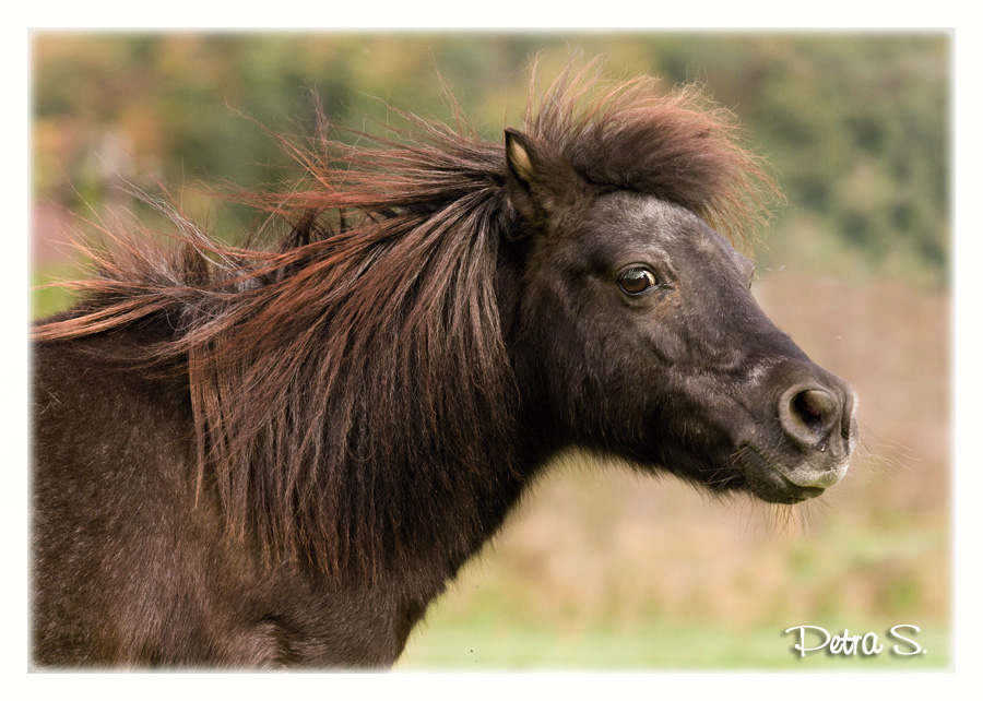 Shetlandský pony Šárka 05