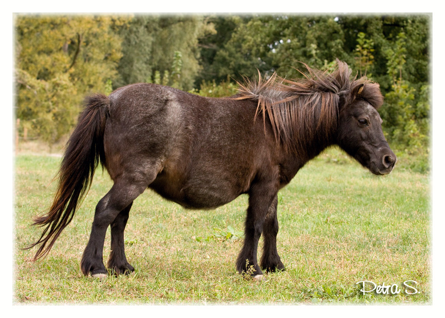 Shetlandský pony Šárka 09