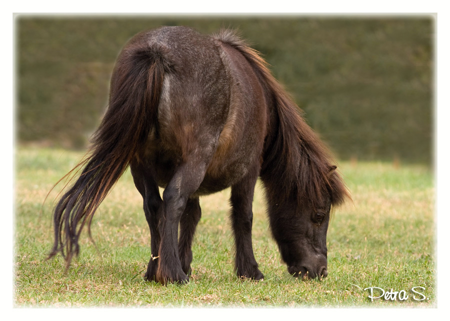 Shetlandský pony Šárka 10