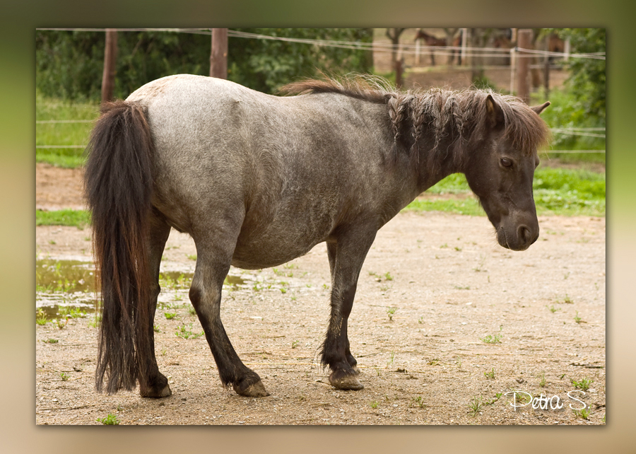 Shetlandský pony Šárka jarní vybarvení 01