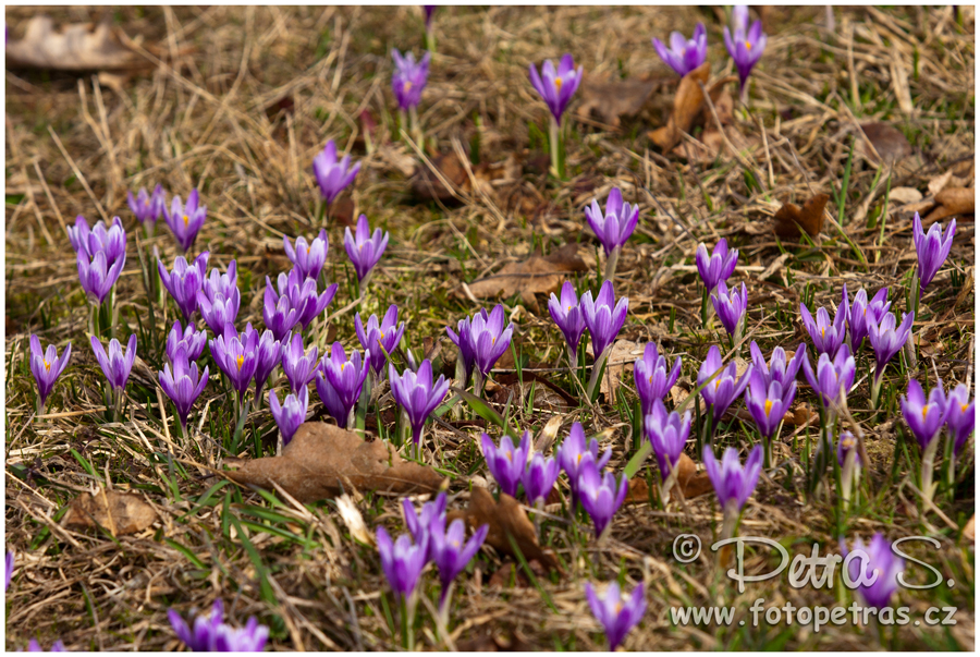 Šafrány - Lačnov 2012 08