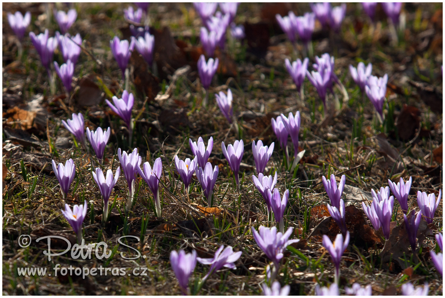 Šafrány - Lačnov 2012 20