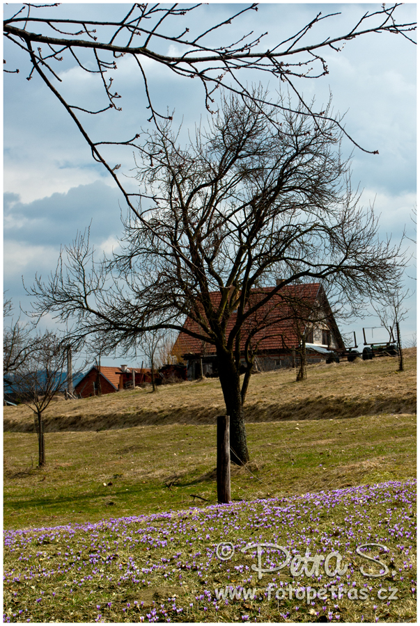 Šafrány - Lačnov 2012 25