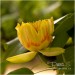 Liliovník tulipánokvětý 2