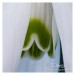 Sněženka podsněžník - Galanthus nivalis 02