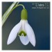 Sněženka podsněžník - Galanthus nivalis 04