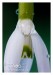 Sněženka podsněžník - Galanthus nivalis 06