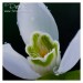 Sněženka podsněžník - Galanthus nivalis 10