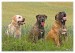 Labrador, bandog, bullmastiff 01