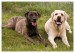 Labrador, bandog, bullmastiff 02