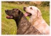 Labrador, bandog, bullmastiff 04