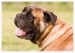 Labrador, bandog, bullmastiff 06