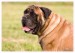 Labrador, bandog, bullmastiff 08