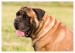 Labrador, bandog, bullmastiff 09