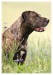 Labrador, bandog, bullmastiff 15