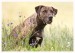 Labrador, bandog, bullmastiff 19