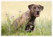 Labrador, bandog, bullmastiff 20