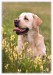 Labrador, bandog, bullmastiff 23