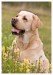 Labrador, bandog, bullmastiff 27