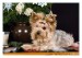 Yorkshire terrier 03