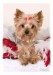 Yorkshire terrier 04